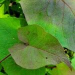 Fallopia dumetorum Leaf