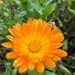 Calendula stellataFlor