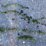 Elodea nuttallii Hábito