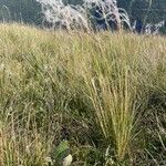 Stipa pennata Хабит