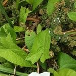 Calystegia silvatica 葉