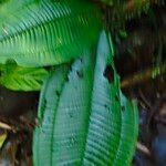 Miconia calvescens List