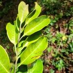 Eugenia monteverdensis Hostoa