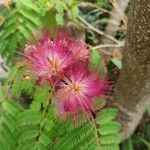 Albizia lebbeck പുഷ്പം