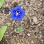 Phacelia campanularia Квітка