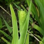 Sisyrinchium striatum Flower