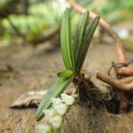 Bolusiella iridifolia Liść