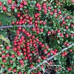 Cotoneaster nan-shan ഫലം