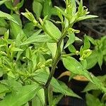 Symphyotrichum cordifolium Bark