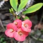 Euphorbia milii Flor