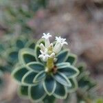 Cyathopsis albicans Flower