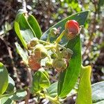 Coriaria myrtifolia Ovoce