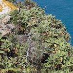 Scabiosa saxatilis Habit