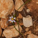 Romulea columnae Blatt