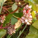 Fagopyrum esculentum Flower