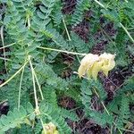 Astragalus penduliflorusFlower