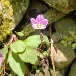 Claytonia caroliniana Blüte