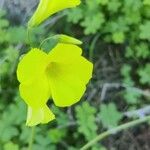 Oxalis pes-caprae花