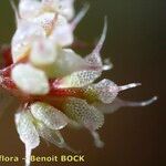 Chaetonychia cymosa Цвят