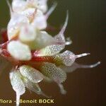 Chaetonychia cymosa Flower