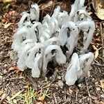 Monotropa uniflora Habitus