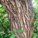 Tilia dasystyla Bark