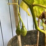 Solanum betaceum Fruit