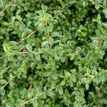 Cotoneaster integrifolius Blad