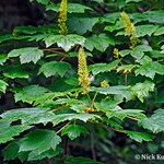 Acer caudatum Leaf