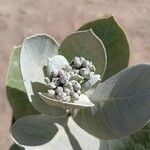 Calotropis proceraBlad