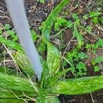 Aloe amudatensis Hoja