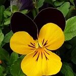 Viola tricolor Cvet