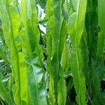 Baccharis trimera Лист