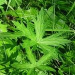 Geranium collinum Leaf