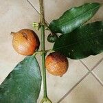 Garcinia brasiliensis Fruit