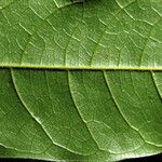 Talisia hemidasya Leaf