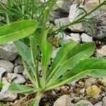 Hypochaeris uniflora Habitus