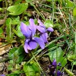 Viola odorata Flower
