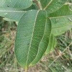 Asclepias eriocarpa Levél