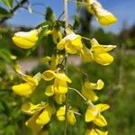 Laburnum anagyroides Blomst