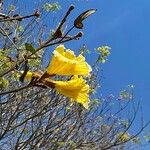 Handroanthus albus Flower