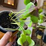 Oxalis tetraphylla 葉