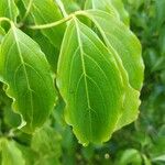 Cornus kousa برگ