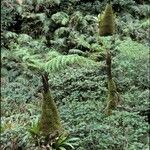 Cyathea arborea Corteza
