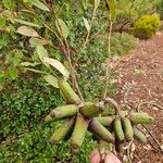 Eucalyptus lehmannii Blomma