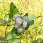 Arctium tomentosum Квітка