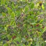 Carissa spinarum Fruit