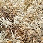 Artemisia cana Blad