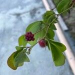 Calliandra tergemina Leaf