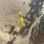 Linaria thymifolia Flor